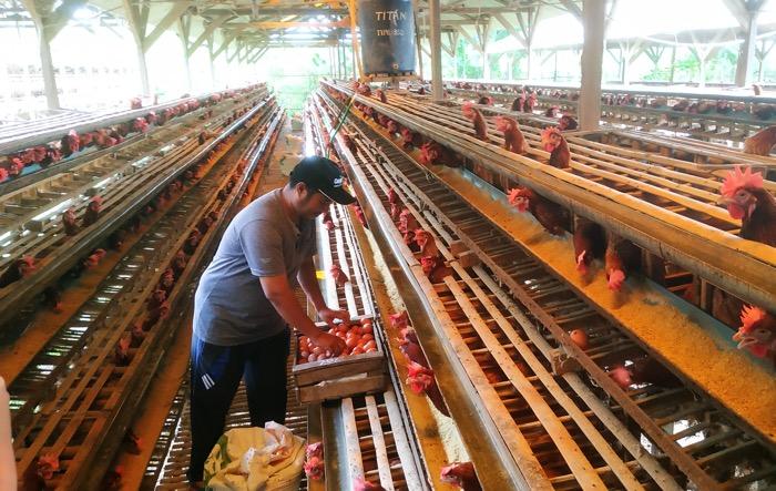 Harga Telur Ayam Tembus Rp30.000 per Kg Jelang Ramadan, Ternyata Ini Sebabnya