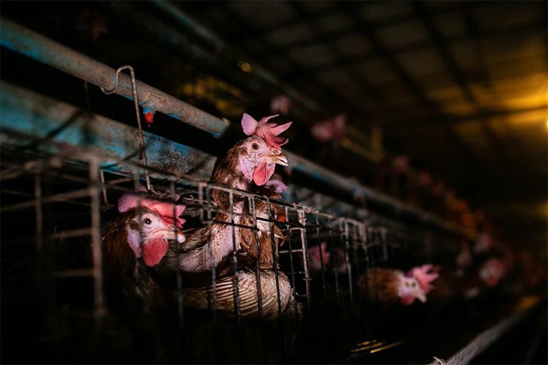Pemerintah Naikkan Harga Ayam Hidup jadi Rp19.500 per Kg