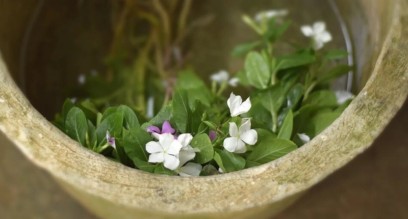 Selain Indah, Bunga Matahari hingga Daisy Ternyata Punya Khasiat sebagai Herbal 