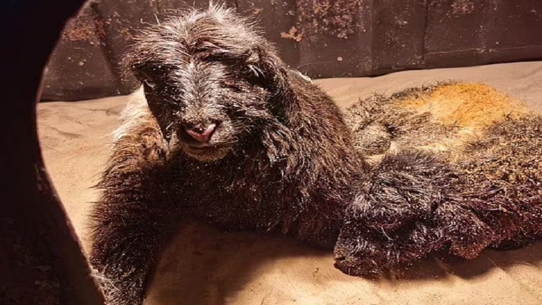 China Sukses Kloning Sepasang Kambing Tibet, Ini Teknik yang Digunakan