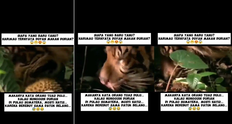 Viral, Muncul Video Harimau Lagi Asyik Makan Durian, Netizen: Awas Hipertensi!