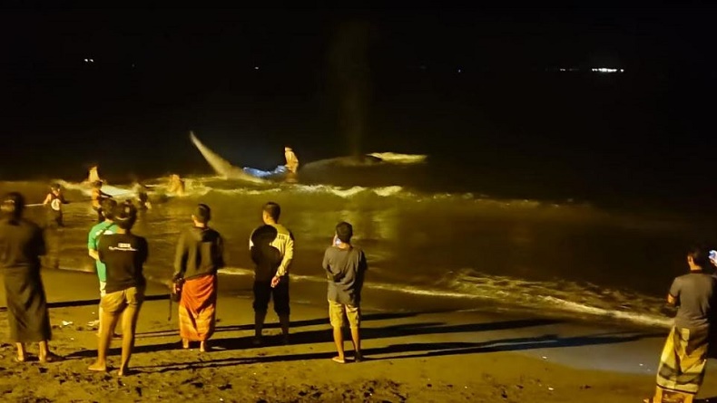 Geger, Paus Sepanjang 15 Meter Terdampar di Pantai Mbang-Mbangan Lombok Timur