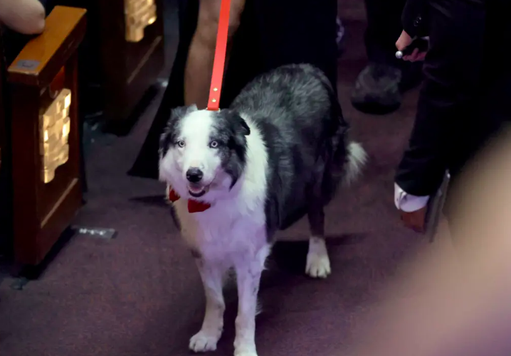 Curi Perhatian, Messi si Anjing di Film Anatomy of a Fall Hadir di Oscar 2024 Pakai Dasi Kupu-Kupu