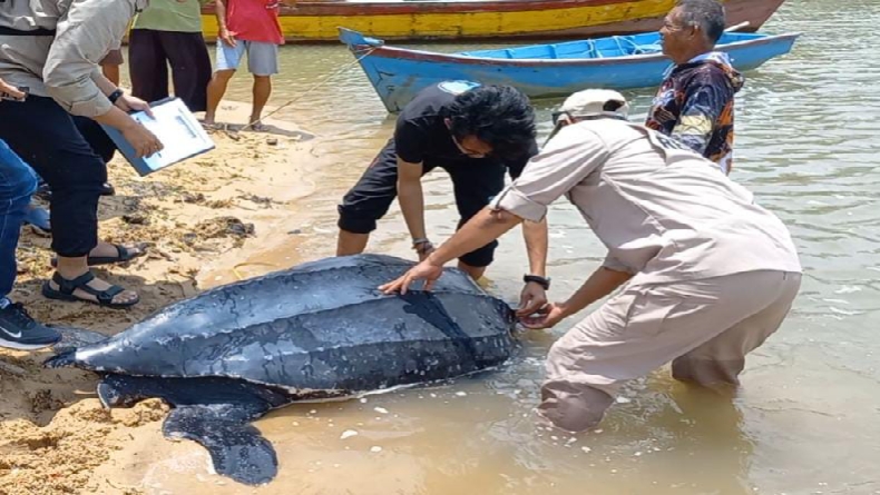 Penyu Belimbing Raksasa Terdampar di Perairan Tanjung Ular Bangka Barat 