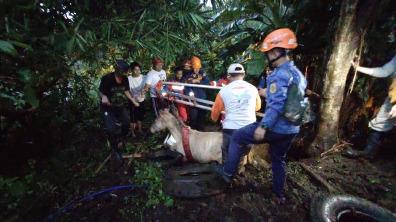 Kuda Terperosok ke Dalam Sumur di Sukaraja Bogor, Damkar Turun Tangan Evakuasi