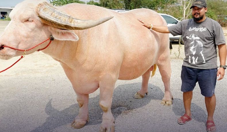 Fantastis! Kerbau Albino Ini Terjual Rp7,8 Miliar, Pernah Jadi Bintang Sinetron