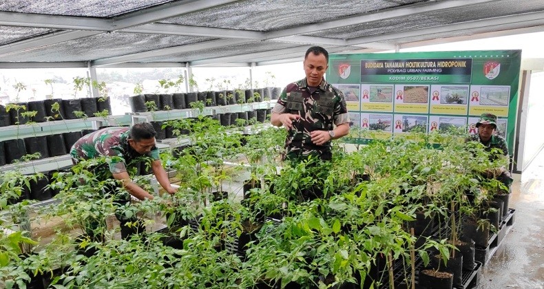 Bantu Ketahanan Pangan Nasional, Kodim 0507 Bekasi Manfaatkan Markas Jadi Urban Farming