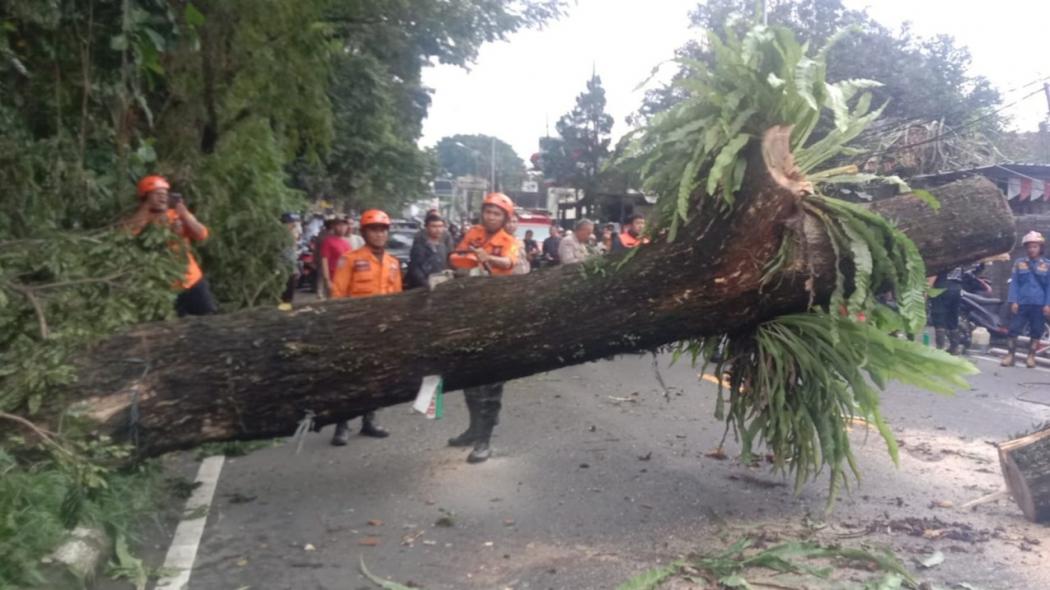 Lagi-Lagi, Pohon Tumbang di Jalan Raya Puncak-Gadog Bogor