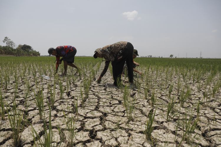 Duh! 30 Hektare Sawah Gagal Panen gegara Pipa Sumur Minyak Vale Bocor