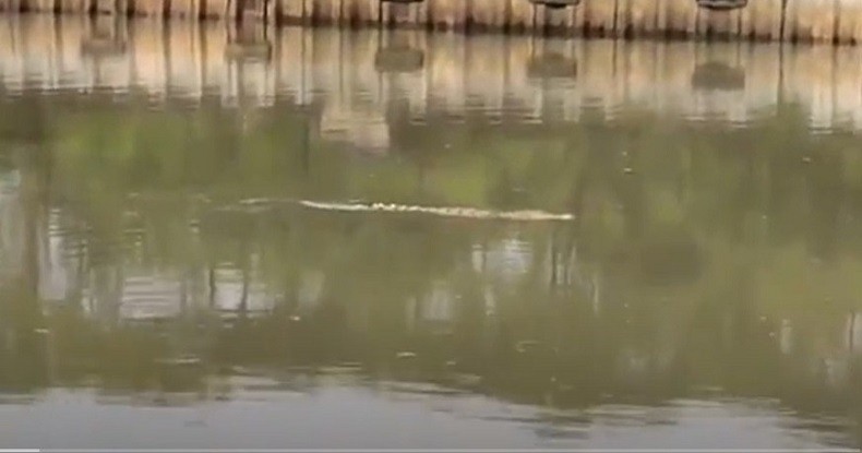 Dua Buaya Gegerkan Warga Pantai Indah Kapuk, Muncul di Kali Cengkareng Drain