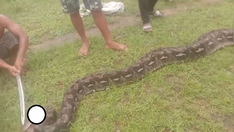 Heboh, Ular Piton Raksasa Sepanjang 10 Meter Ditangkap Warga Muna