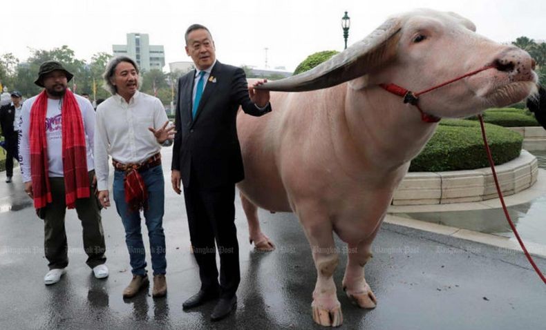 Ketika PM Thailand Kaget Ada Kerbau Albino seharga Rp7,8 Miliar