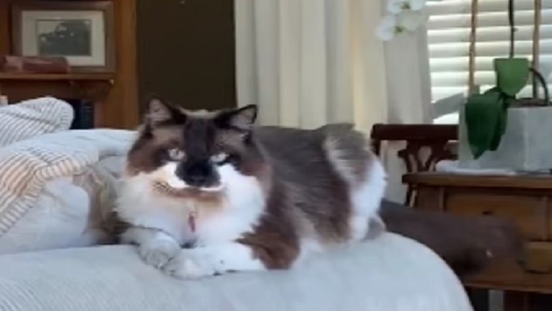  Perempuan Asal Kanada Kloning Kucing Peliharaan yang Sudah Mati, Hasilnya Terlihat Mirip