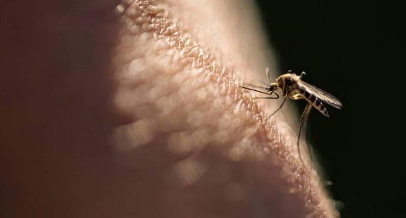 Kasus DBD di Indonesia Naik, Kemenkes Ungkap Penyebabnya!