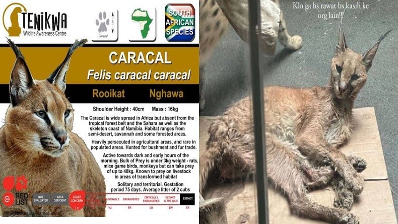 Mengenal Caracal Kucing Viral yang Ditelantarkan Okin, Ternyata Masuk Kategori Satwa Liar