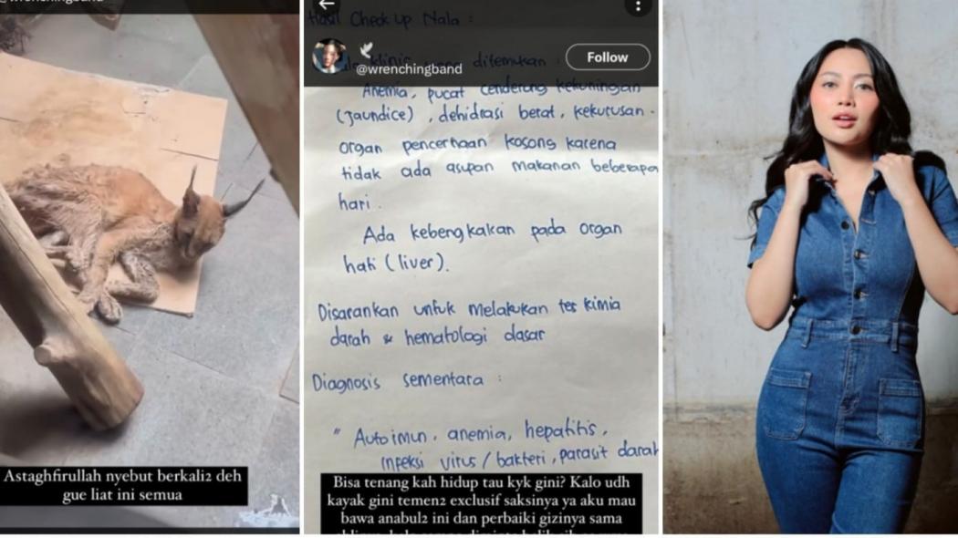 Kucing Hutan Peliharaan Okin Mati, Rachel Vennya: Semoga Nala Bahagia di Sana  