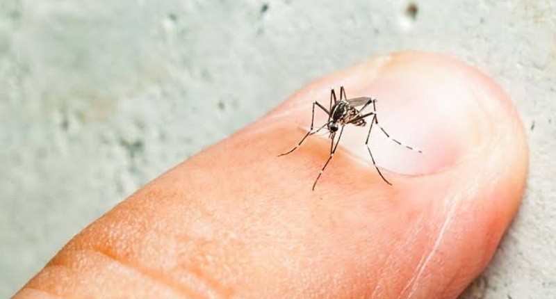 Waspada Penyakit Demam Berdarah Jelang Libur Lebaran, Kenali Pencegahannya!