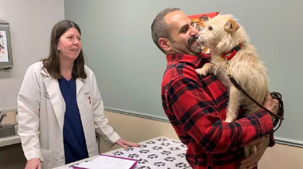 Hilang Berbulan-bulan, Anjing Bertemu Majikan Lagi 3.770 Km dari Rumah