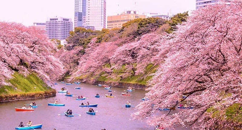 Viral Turis Indonesia Diduga Merusak Pohon Sakura di Jepang, Netizen: Malu-maluin!