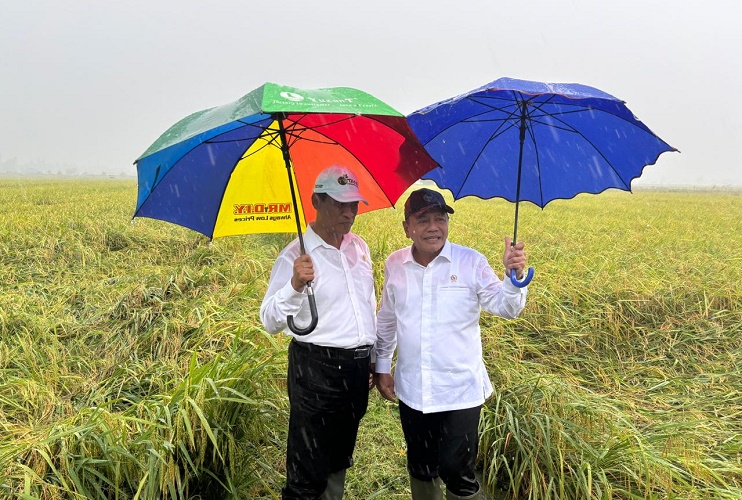 Hujan Deras, Mentan dan Wamenhan Tetap Gelar Panen Raya Padi di Merauke