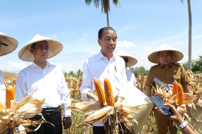 Harga Anjlok, Jokowi Perintahkan Bulog Serap Jagung dan Gabah