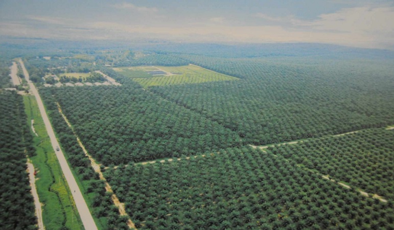PalmCo Resmi Kelola Kebun Sawit Terluas di Dunia