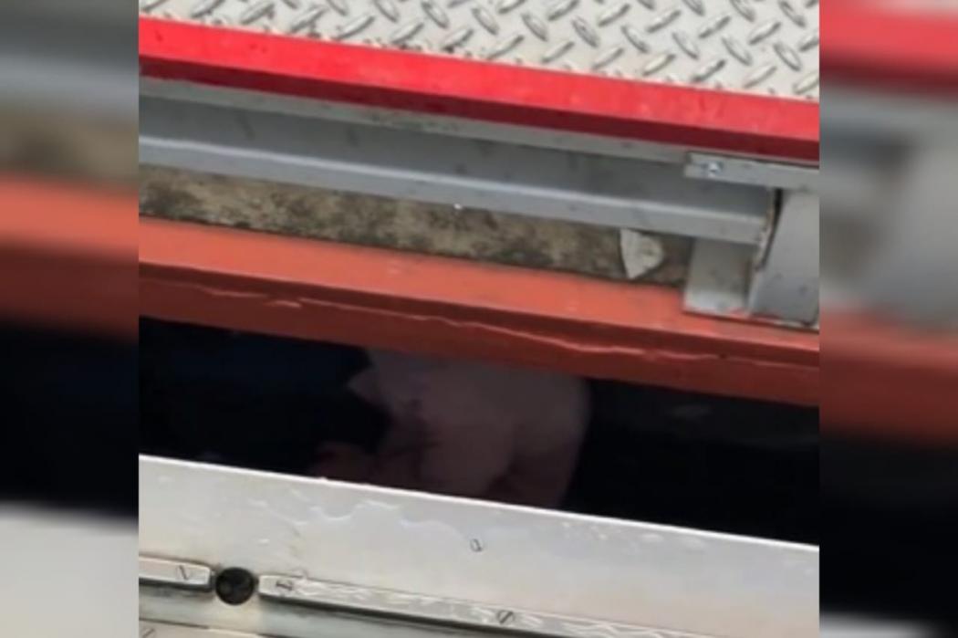 Heboh Penumpang Perempuan Terperosok di Celah Peron Stasiun UI