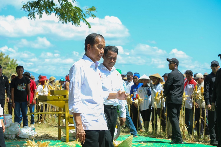 Tinjau Panen Jagung di Sumbawa, Presiden Jokowi Tekankan Keseimbangan Harga