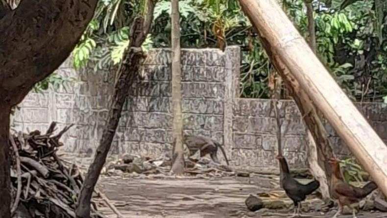 Viral Monyet Ekor Panjang Turun dari Puncak Gunung Merapi ke Permukiman Warga