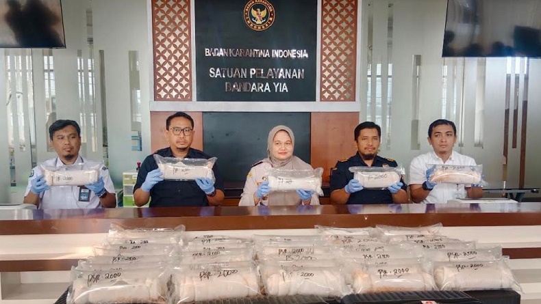 Penyelundupan 80.000 Ekor Benih Lobster ke Malaysia Digagalkan di Bandara YIA