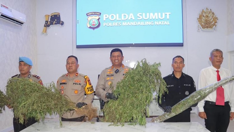 Polisi Temukan Ladang Ganja 1,5 Hektare di Pegunungan Tor Shite Mandailing Natal