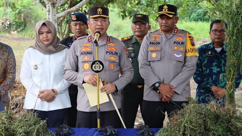Polda Sumut Temukan 5 Hektare Ladang Ganja di Pegunungan Tor Sihite Madina