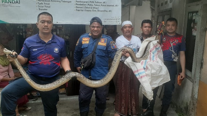Bikin Merinding, Ular Sanca 4 Meter Muncul di Kloset Kamar Mandi Warga Bogor