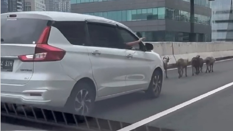 Viral Gerombolan Domba Masuk JLNT Casablanca Bikin Macet, Netizen: Gak Usah ke Taman Safari