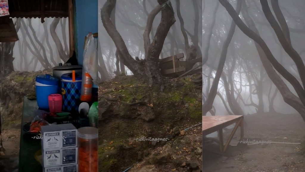 Viral Warung Kecil di Tangkuban Parahu Punya Pemandangan Hutan seperti di Film Harry Potter