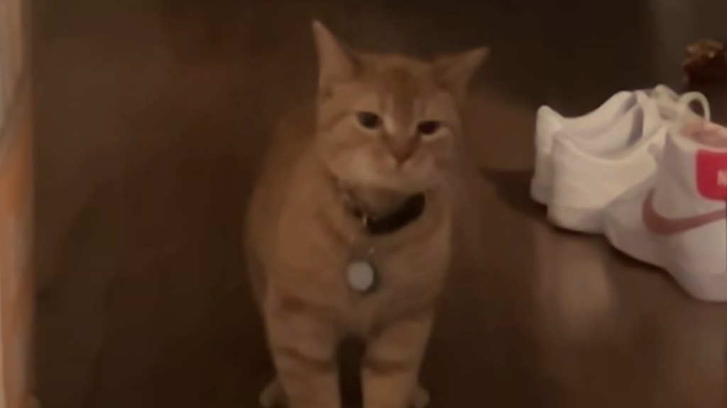 Kucing Viral I Go Meow Mati, Warganet Sedih: Rest in Peace Little Sweetheart