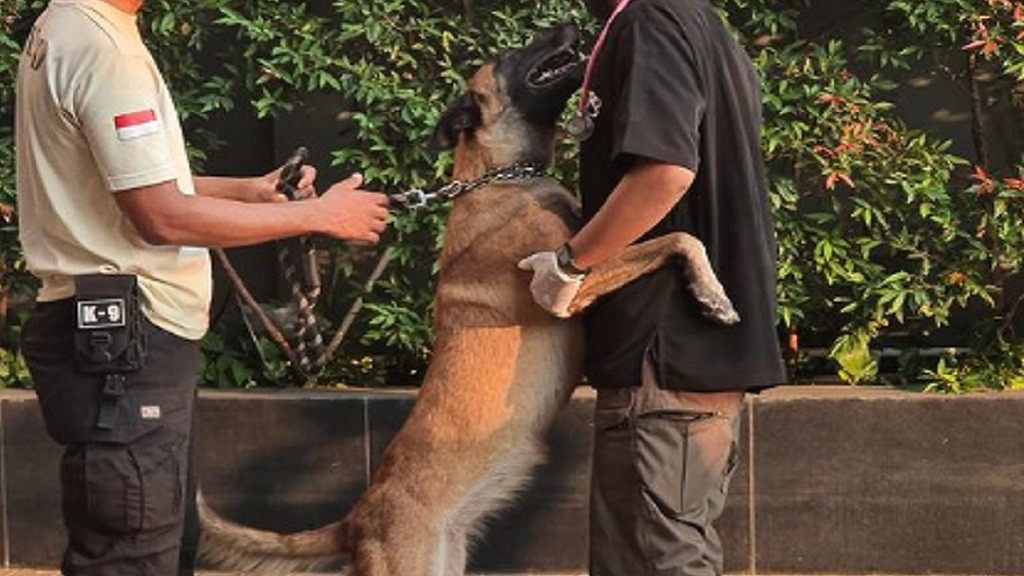 Kondisi Terkini Anjing Penjaga yang Dipukul Sekuriti Mal, Warganet: Traumanya Gimana?