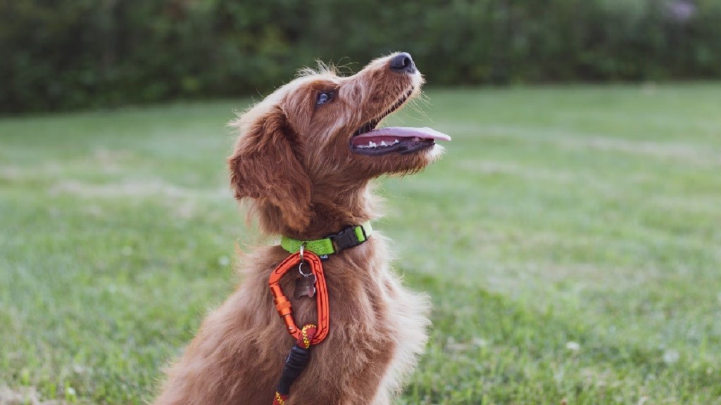 Kisah Anjing dalam Al Qur'an yang Diabadikan di Surat Al Kahfi