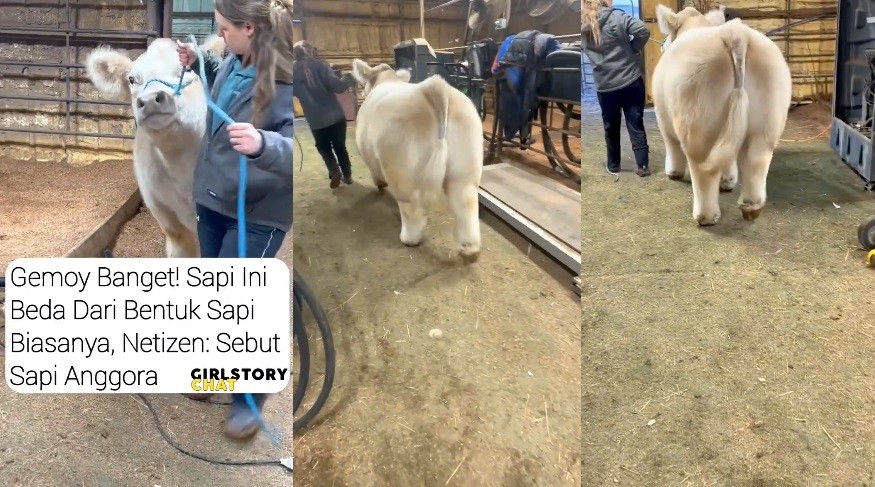 Viral Muncul Sapi Gemoy Jelang Hari Raya Idul Adha, Netizen: Sapi Anggora 