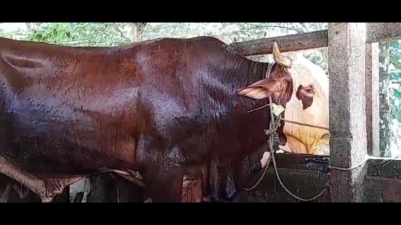 Penampakan Sapi Kurban Jokowi di Jambi, Diberi Nama Jenggot Bobot 900 Kg