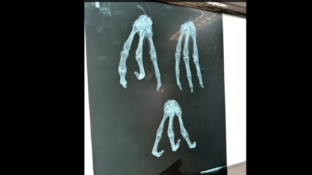 Jadi Kontroversi, Mumi Diduga Alien dari Peru Bakal Dikirim untuk Tes DNA