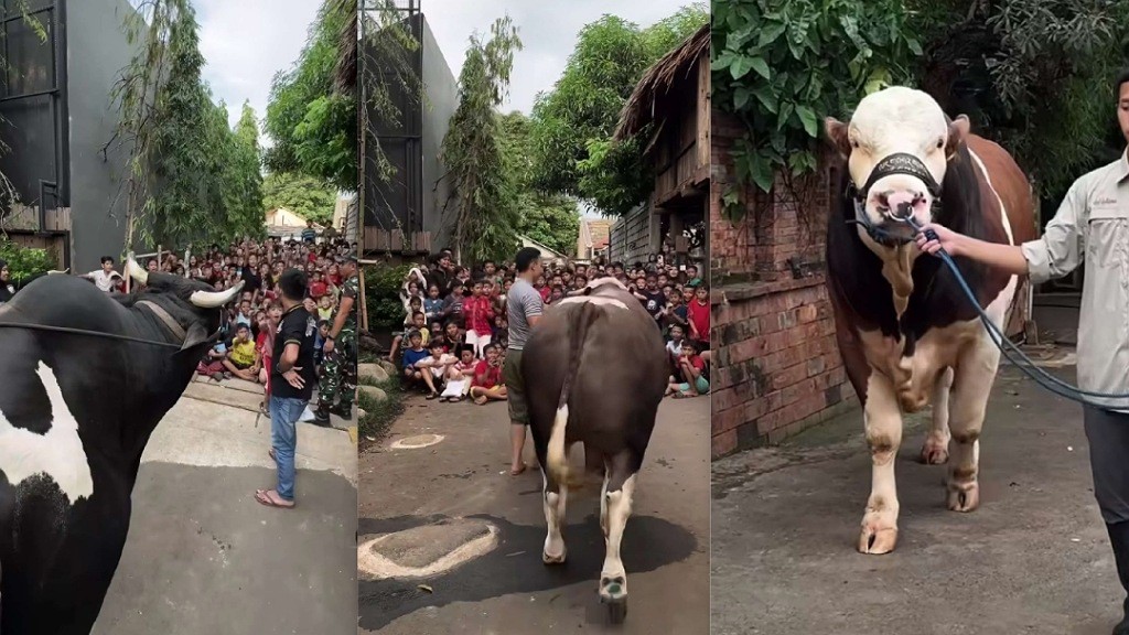 Heboh, Sapi Kurban Irfan Hakim Jumpa Fans Jelang Idul Adha, Netizen: Udah Kerasa Melownya