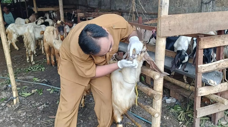 25.246 Hewan Kurban di Depok Diperiksa jelang Idul Adha: 27 Terjangkit PMK, 5 LSD