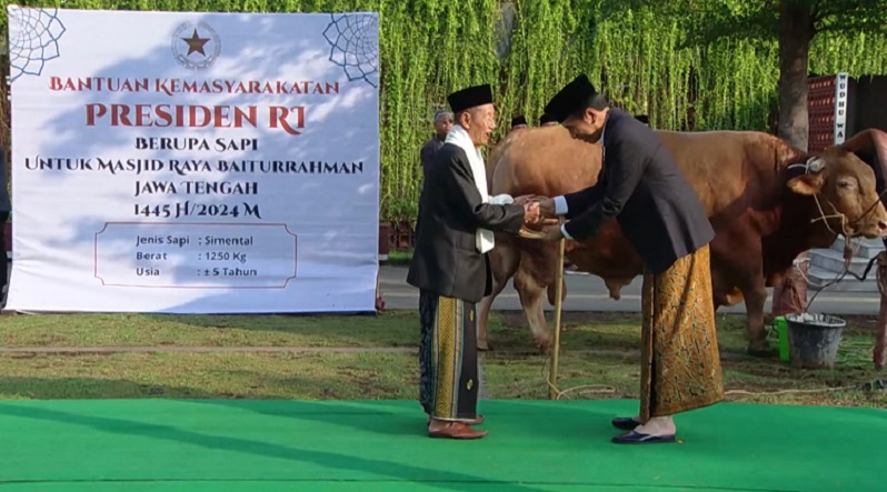 Jokowi Serahkan Sapi Kurban 1,25 Ton ke Masjid Baiturrahman Semarang