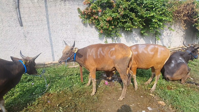 Dapat Hewan Kurban, Warga Beji Depok Berterima Kasih kepada MNC Peduli