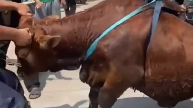 Sapi Terperosok ke Got di Warakas Jakut, Damkar Turun Tangan Evakuasi