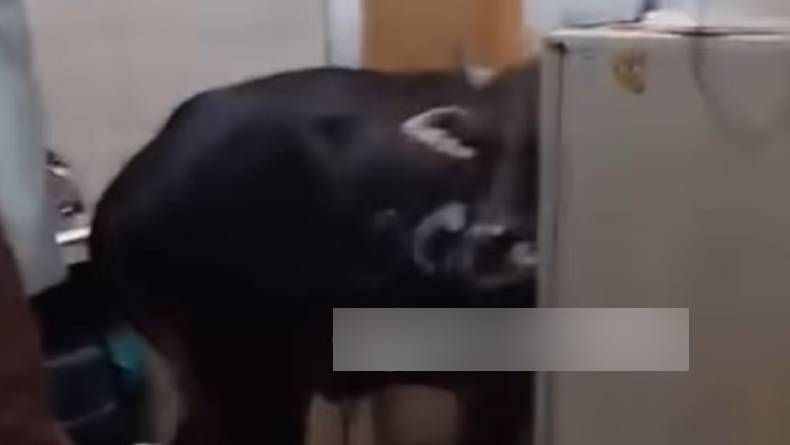 Momen Kocak Sapi Kurban Lepas di Jakut, Nyelonong Masuk Rumah Warga