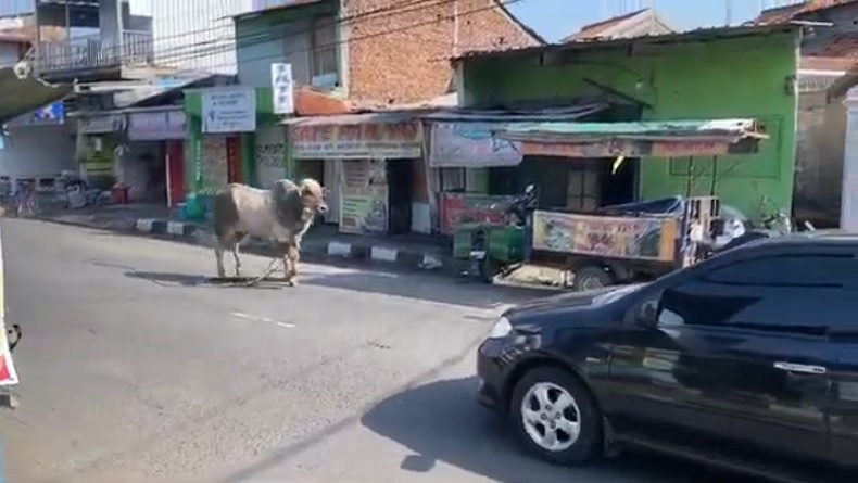 Sapi Berbobot 1 Ton Mengamuk Kabur ke Jalan Raya di Semarang, 1 Orang Terluka