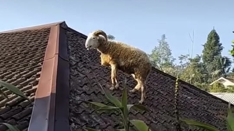 Viral Domba Naik ke Genting Rumah di Cianjur sebelum Disembelih, Mau Ngapain?