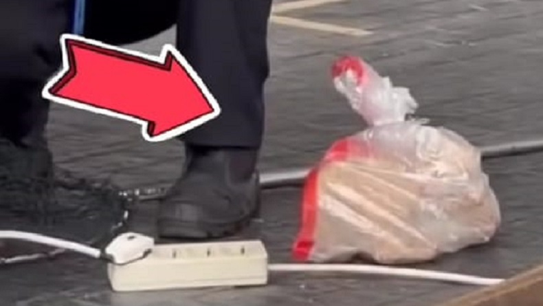 Viral Petugas di GBK Masukkan Kucing Liar ke Kantong Plastik, Catlovers Protes